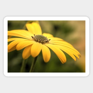 Osteospermum Sunny Asti Sticker